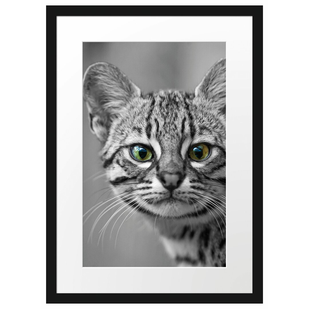 Gerahmtes Poster Kleine Bengalkatze