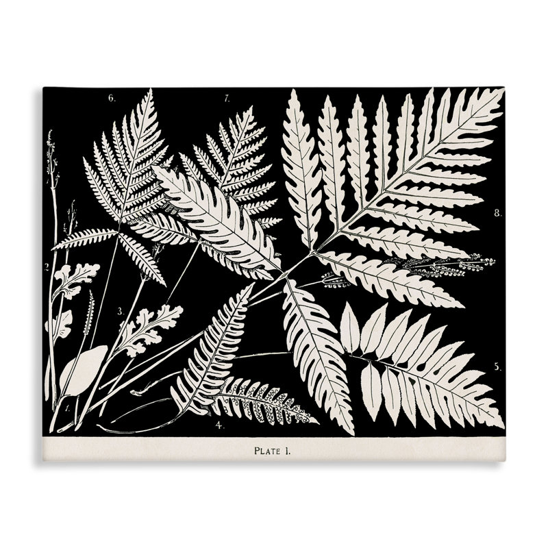Fougères superposées sur toile noire, design par Phillipa Katz, H 36 po x l 48 po