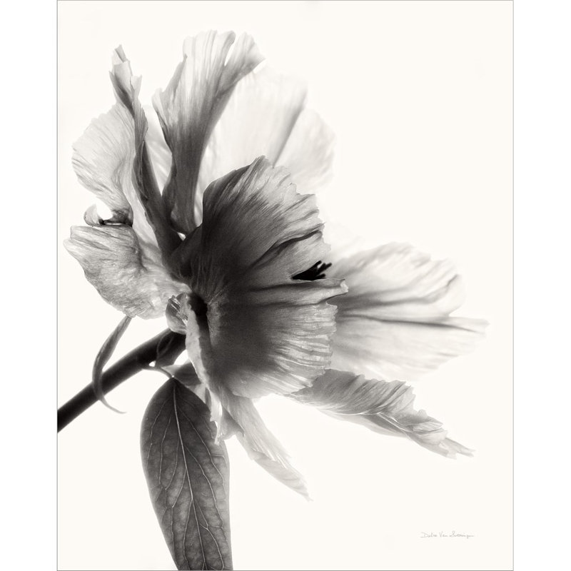 Art mural sur toile, pivoine translucide II par Debra Van Swearingen, H 20 po x l 16 po x P 0,75 po