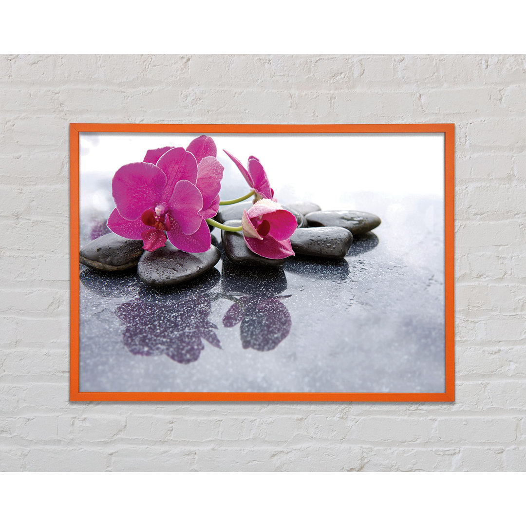 Pink Orchid on the Rocks - Einzelner Bilderrahmen Kunstdrucke