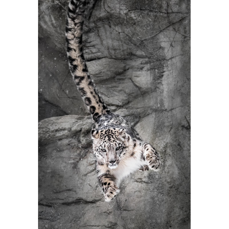 Snow Leopard Wall Bounce - Wrapped Canvas Print, 122cm H x 81cm W x 3.8cm D