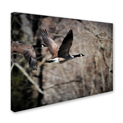 Vidur «Canadian Goose in Flight 3», reproduction de photo sur toile tendue
