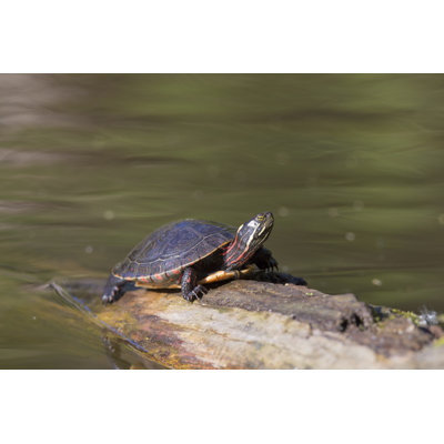 Painted Turtle In Spring by Mirceax - Wrapped Canvas Print