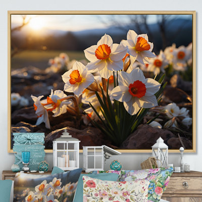 " Daffodils Field Sunset II "