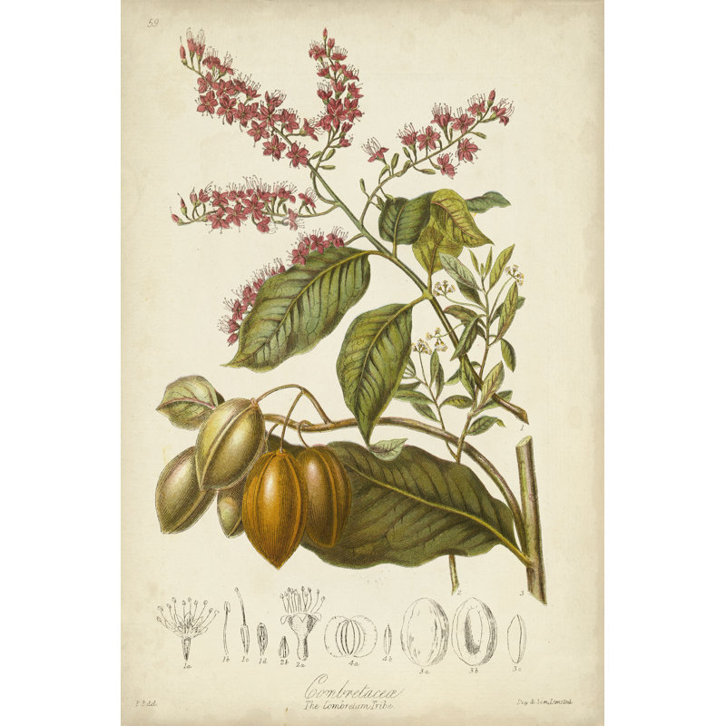 Twining Botanicals IV by Elizabeth Twining - Art Prints on Canvas, 122cm H x 81cm W x 3.8cm D
