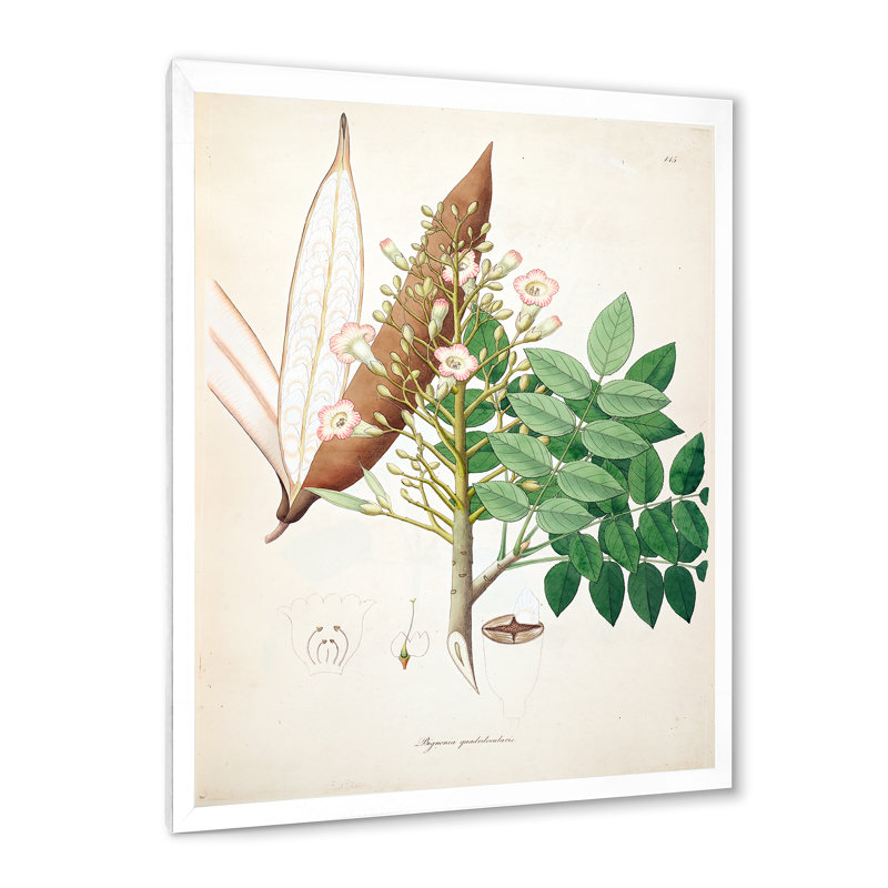 «Vintage Botanicals» - Peinture sur toile, H 20 po x l 12 po x P 1po, Cadre photo blanc