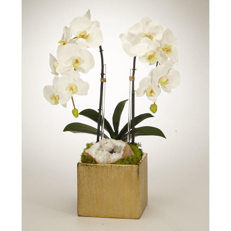 Orchid in Planter, White
