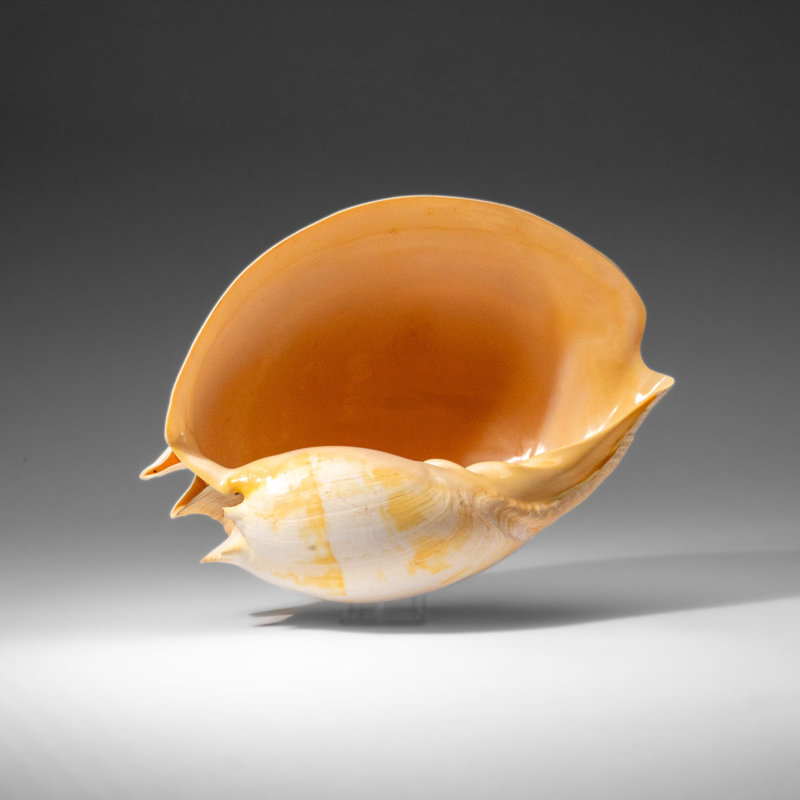 Genuine Large Volute Shell (2.3 Lbs)