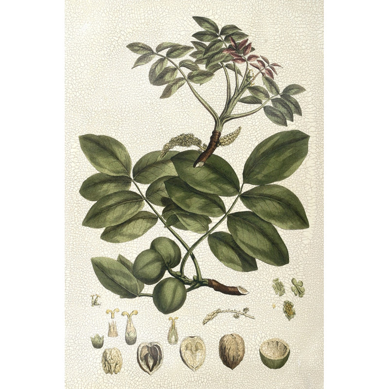 Small Millers Bounty VI (P) by John Miller - Wrapped Canvas Art Prints, 46cm H x 30cm W x 3.8cm D