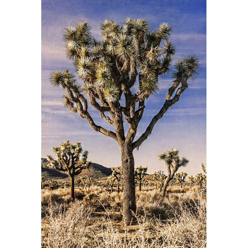 Vue de Joshua Tree IV, H 18 po x l 12 po x P 1,25 po