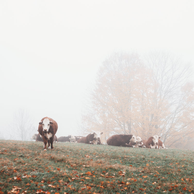 Misty Pasture by Laura Marshall - Wrapped Canvas Painting, 91cm H x 91cm W 
