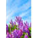 Lilac Bush - Wrapped Canvas Print