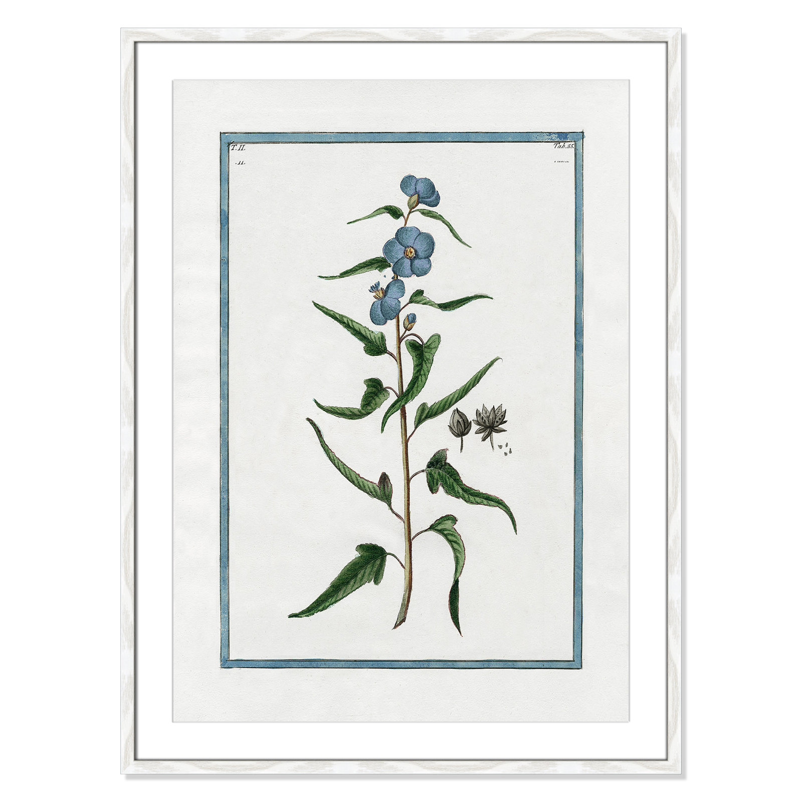 Colombe "Shabby Elegance Botanical I" Print, 25.5" W x 35.5" H, White Framed