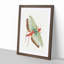 Egyptian Locust by George Shaw - Framed Print-55620807-55620808