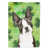 Boston Terrier