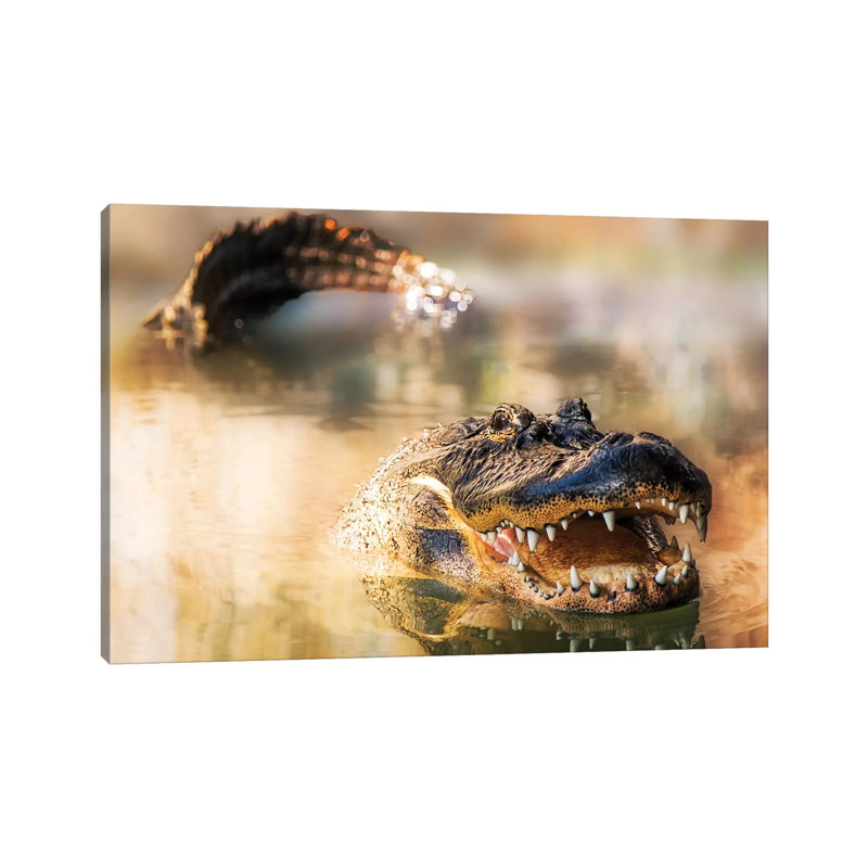 Alligator In Water With Teeth And Tail Showing by Susan Schmitz - Wrapped Canvas Gallery-Wrapped Canvas Giclée