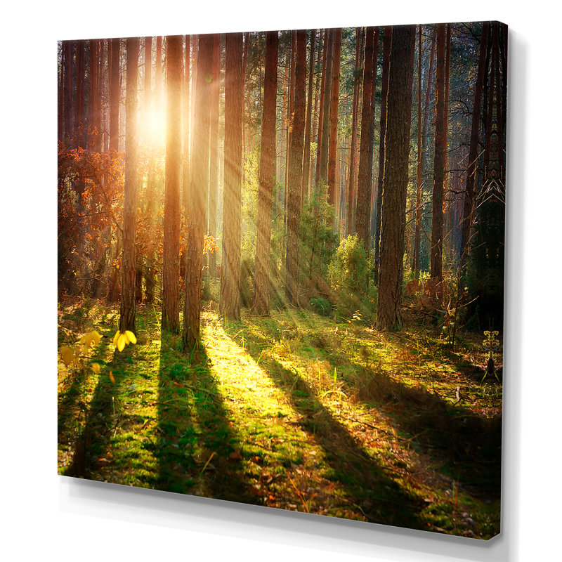 Sun Rays in Misty Old Forest - Peinture, H 30 po x l 30 po, Toile tendue