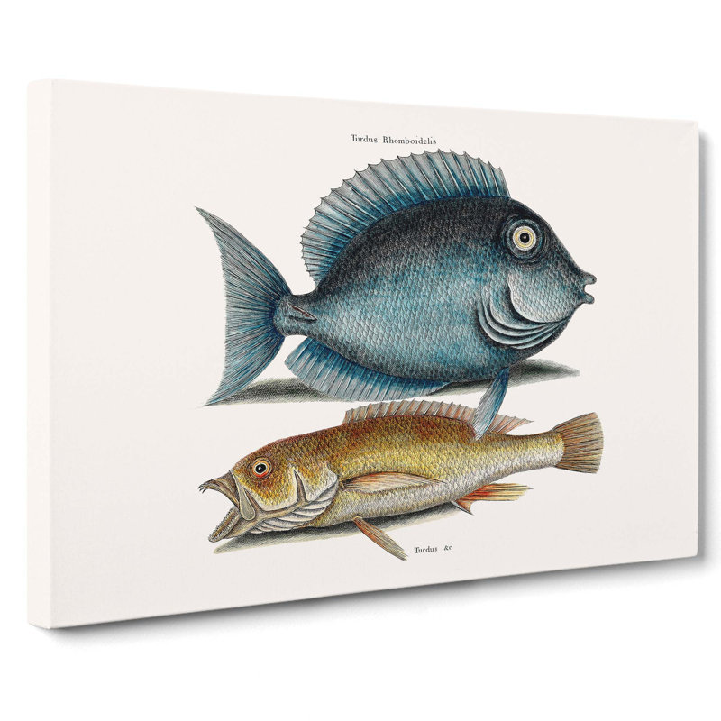 Tang Fish & Yellow Fish by Mark Catesby - Wrapped Canvas, 35cm H x 50cm W x 3cm D