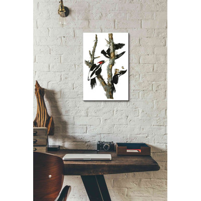 'Ivory-billed Woodpecker' by John James Audubon Canvas Wall Art