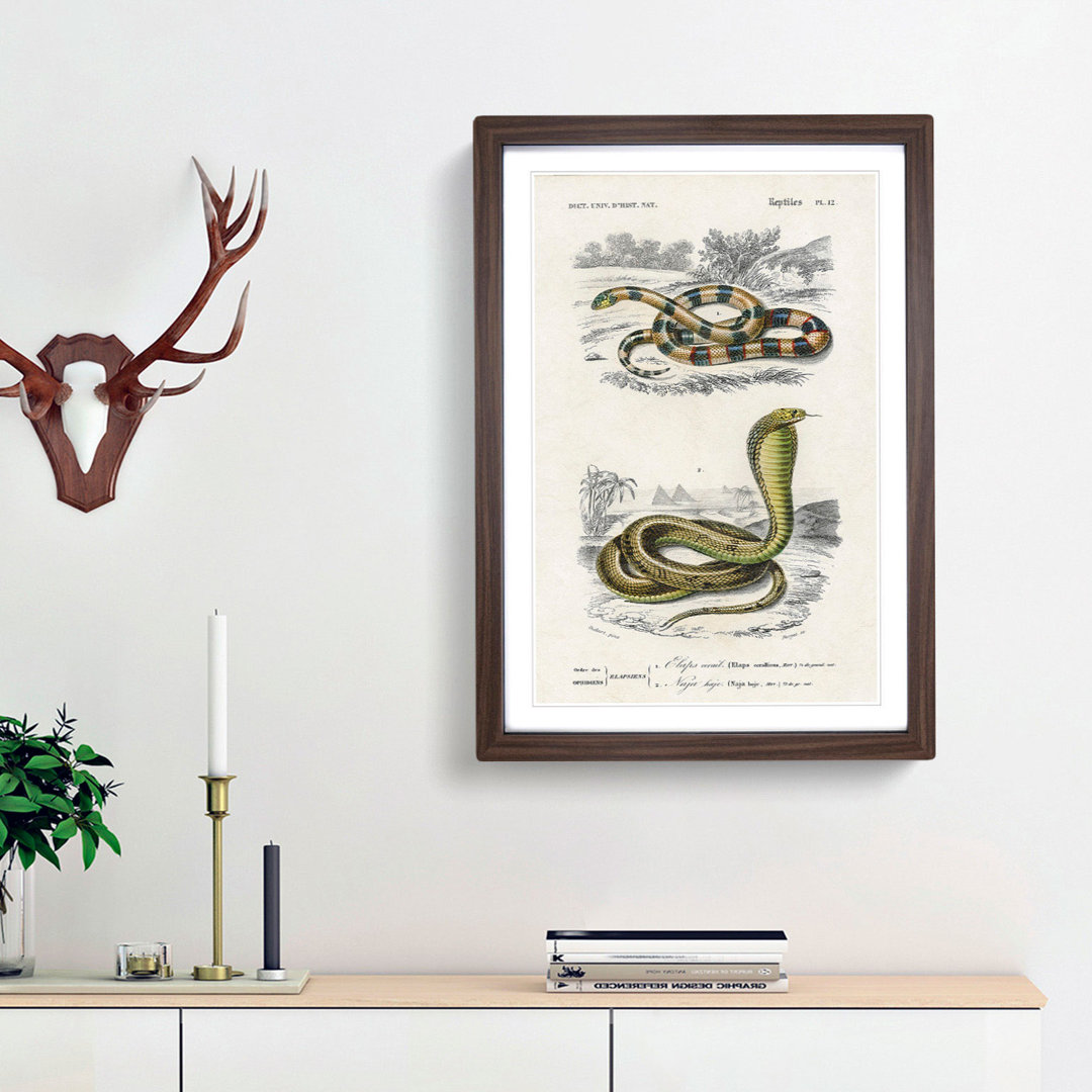 Coral Snake & Cobra Illustrations by Charles D' Orbigny - Picture Frame Painting Print