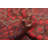 Winifred Red Rug 3'5" x 6'4"