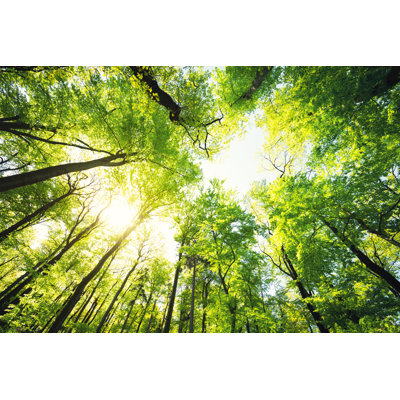 Green Beech Forest In Spring - Wrapped Canvas Print