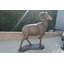 Statue géante en bronze à gros cornes de mouton - Taille: L 45 po x l 22 po x H 61 po.