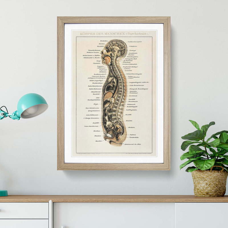 Anatomy Chart in German - Picture Frame Painting Print, 48cm H x 36cm W x 2cm D, Oak Framed