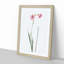 Pink Sword Lily by Pierre-Joseph Redoute - Picture Frame Painting Print-55584115-55584116