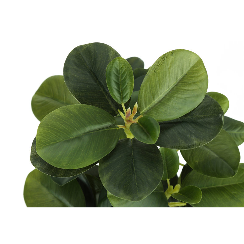 Plante Martinez 14 po