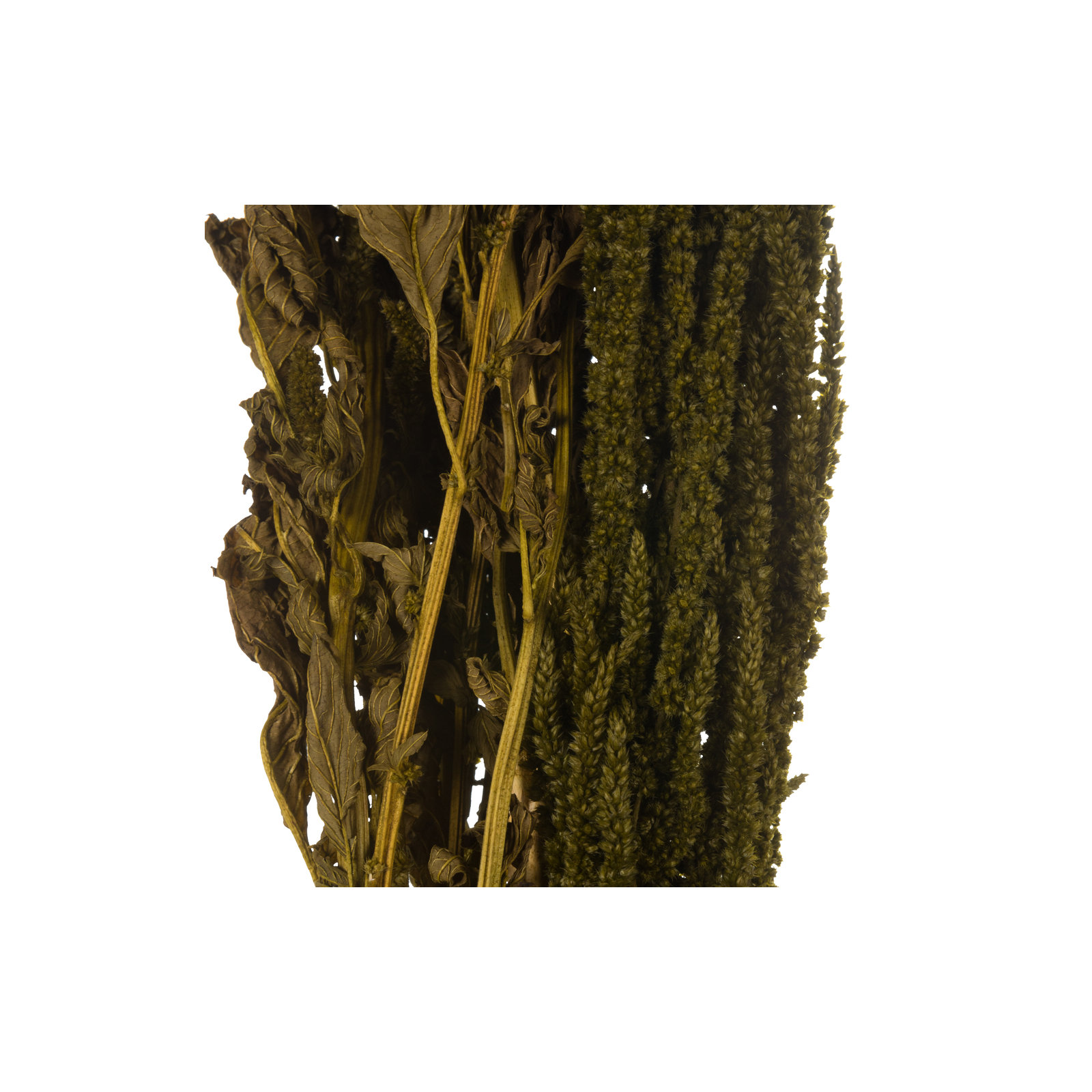 30" Amaranthus Bundle, Preserved, Light Green