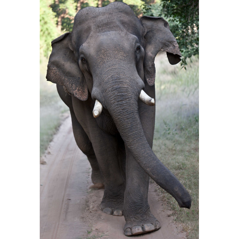 Asian Elephant Walking par Jamenpercy - photographie sur toile tendue, L 12 po x H 8 po