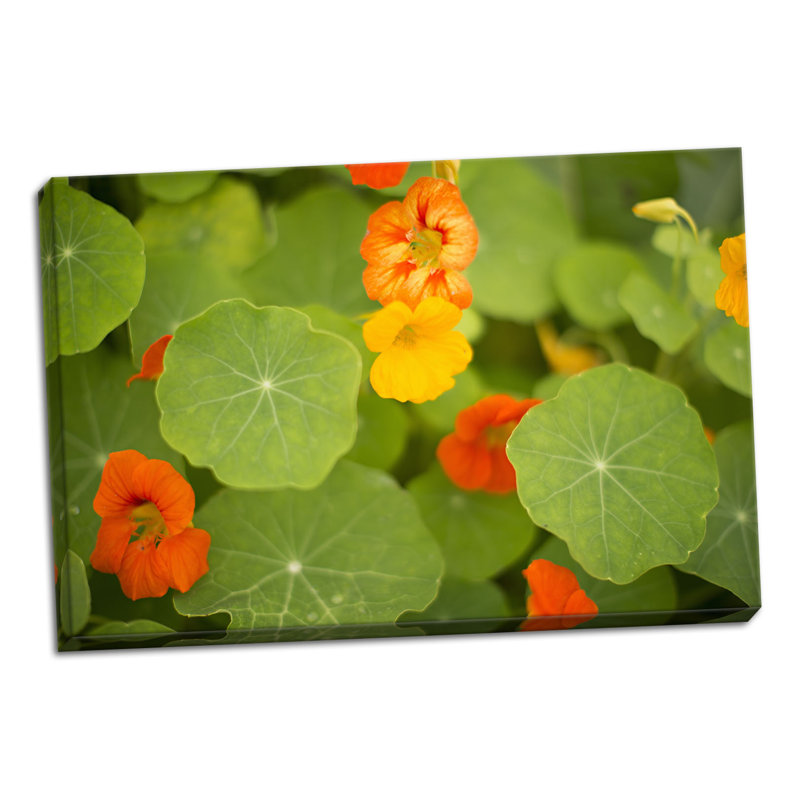 « nasturtiums ii », reproduction de photo sur toile tendue