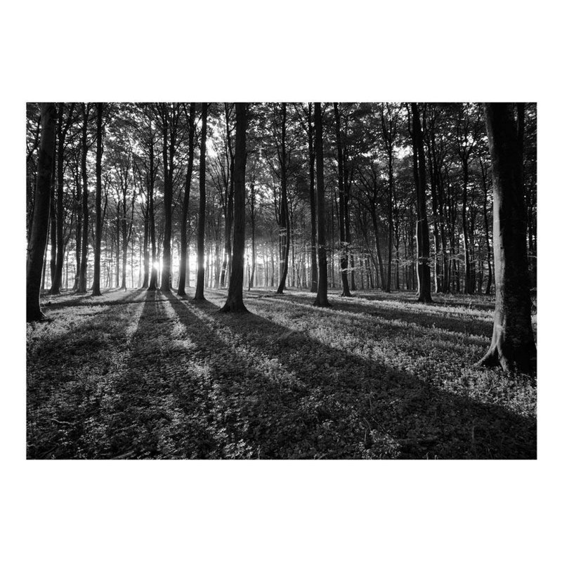 Murale Fergal la lumière dans la forêt, L 110 po x l 154 po