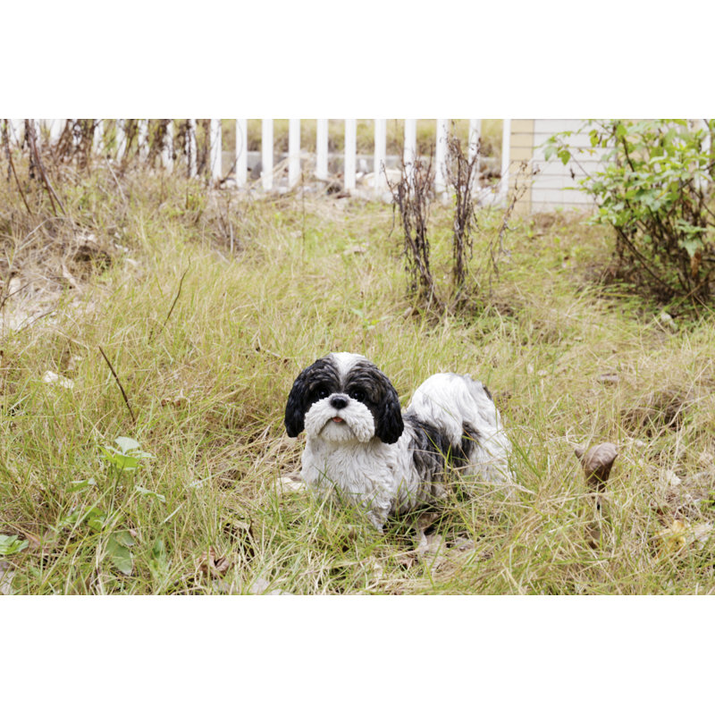 Shih Tzu debout