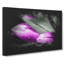 Bunch Of Purple Tulips - Wrapped Canvas-56647917