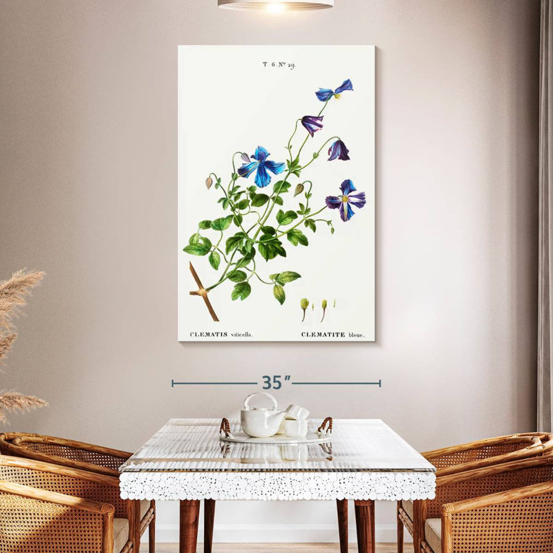 Harnek Clematis Viticella, 51" H x 34" W