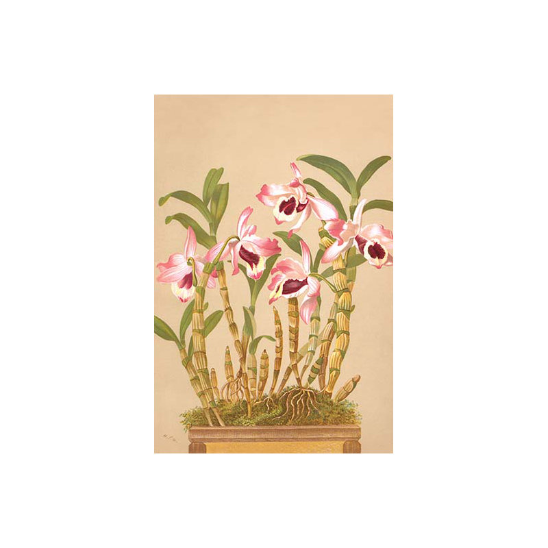 « dendrobium nobile » par h.g. moon, impression
