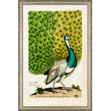 Peacock II Print