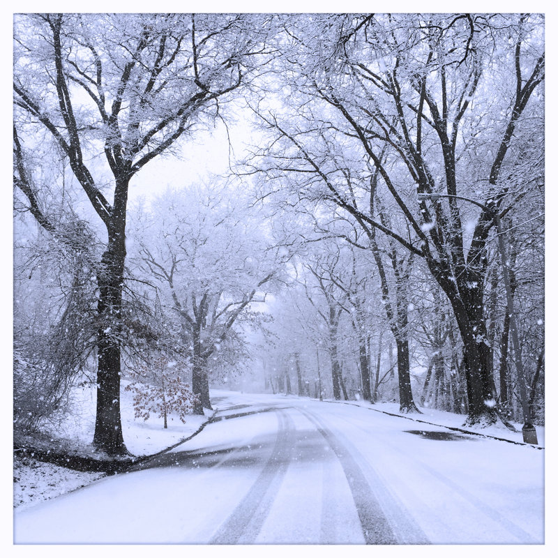 Snowstorm In A Nature Area by Bgwalker - Wrapped Canvas Print, 51cm H x 51cm W x 3.8cm D