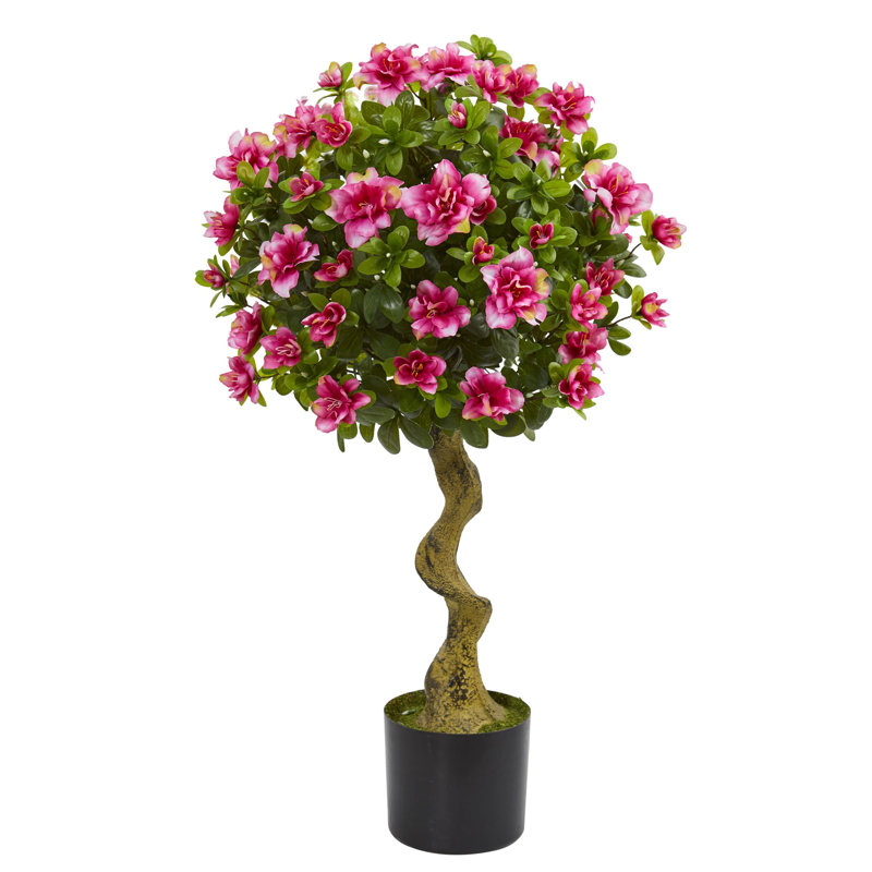 Azalea Topiary Tree