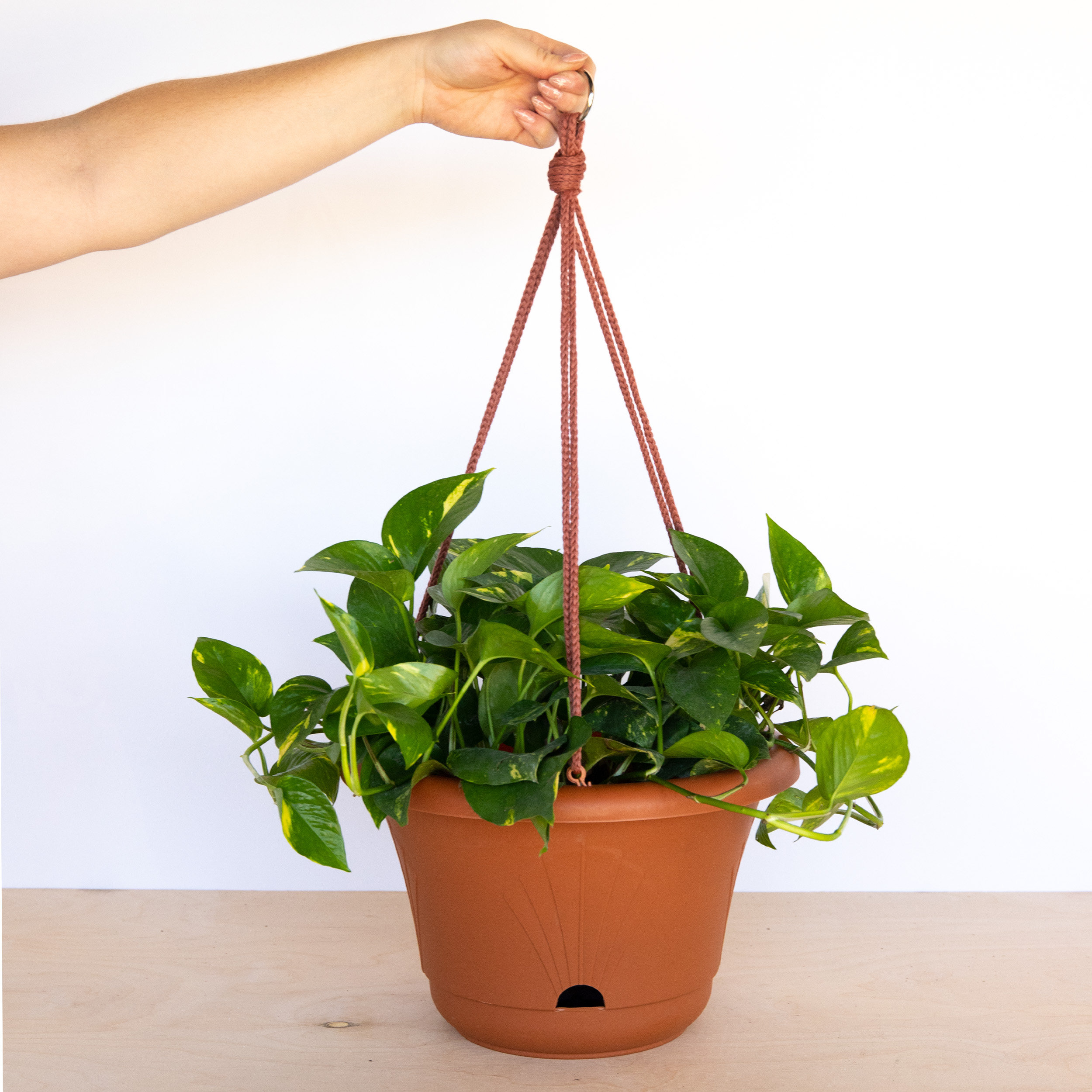 Arlmont & Co. Reider SelfWatering Plastic Hanging Basket Planter