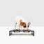 Acrylic Double Bowl Elevated Pet Feeder-1064172219