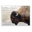 «Beautiful Buffalo», reproduction de photo-25128963-25128969