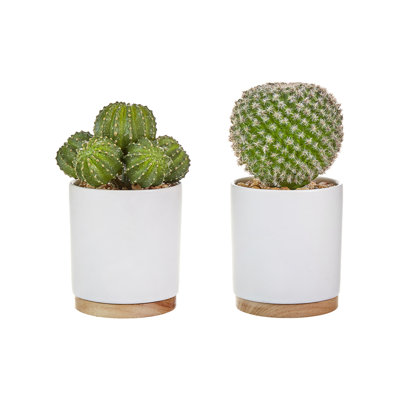 6.5 " H Faux Cactus Plant in Ceramic Pot