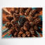 «Southwestern Plants Pinecone 180», art mural sur toile brune-901740305