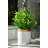 11'' Faux Tea Leaf Plant in Ceramic Planter