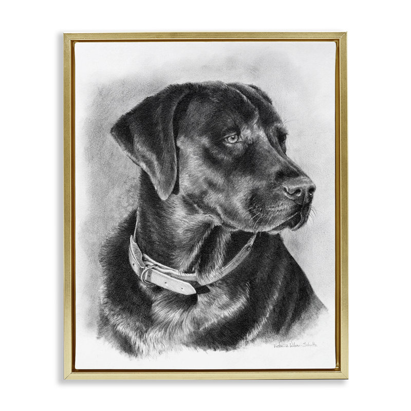 «Black Lab Dessin», encadrée par Victoria Schultz, Cadre flottant métallique doré, H 31 po x l 25 po