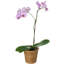 Pot à fleurs en rotin Everard-875490936-875490943