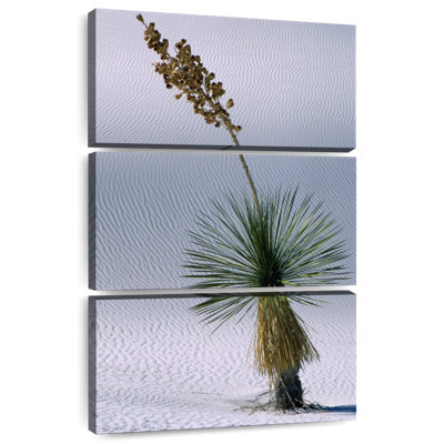 Harnek Yucca Succulent